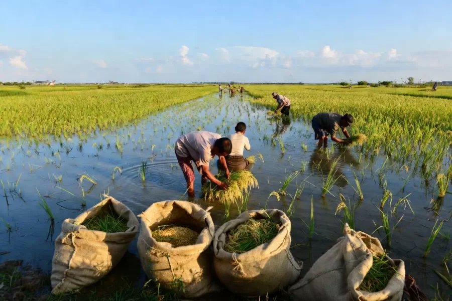 Scienziati cinesi scoprono il segreto della longevità del riso: lo studio