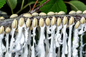 Takahashia japonica, cosa è e come combattere il parassita che infesta il Nord Italia