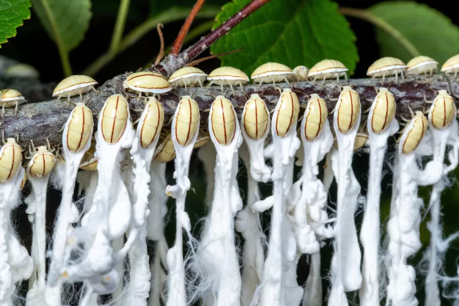 Takahashia japonica, cosa è e come combattere il parassita che infesta il Nord Italia