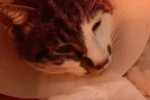 Come sta la gattina Rosi, vittima di violenza a Roma