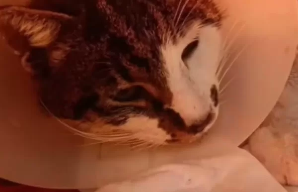 Come sta la gattina Rosi, vittima di violenza a Roma