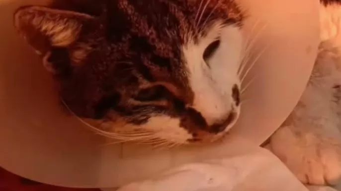 Come sta la gattina Rosi, vittima di violenza a Roma