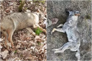 Lupi avvelenati nel Parco Nazionale d’Abruzzo: “State tradendo la nostra terra”