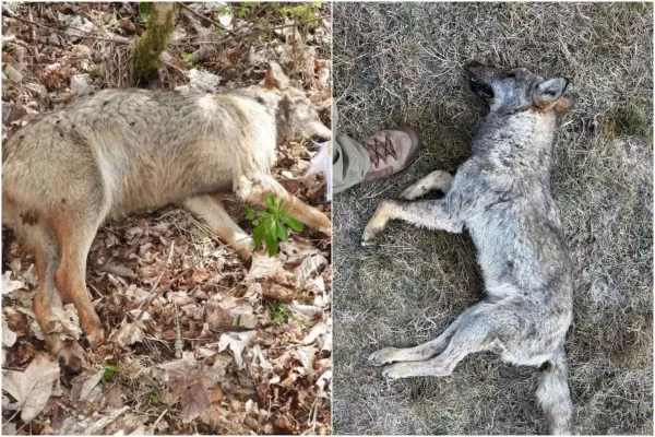 Lupi avvelenati nel Parco Nazionale d’Abruzzo: “State tradendo la nostra terra”
