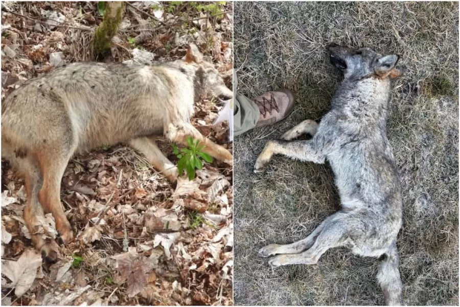 Lupi avvelenati nel Parco Nazionale d’Abruzzo: “State tradendo la nostra terra”