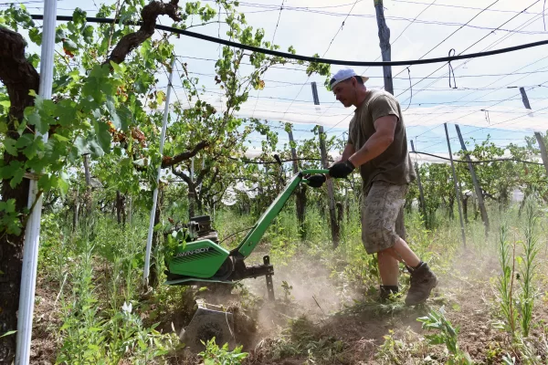 AZIENDA  AGRICOLA PIROLO  VIGNETO  FILARI   MOTOZAPPA    STERPAGLIE   BRACCIANTE  AGRICOLO   LAVORATORE