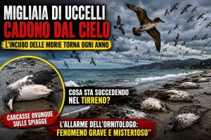 Il mistero degli uccelli morti, numerosi avvistamenti di carcasse di berte minori tra Campania e Lazio Il mistero degli uccelli morti, numerosi avvistamenti di carcasse di berte minori tra Campania e Lazio