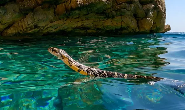 Il serpente marino, il rettile a ferro di cavallo che spaventa i bagnanti di Ibiza e Maiorca: “Non sono velenosi e mordono solo se messi alle strette” Il serpente marino, il rettile a ferro di cavallo che spaventa i bagnanti di Ibiza e Maiorca: “Non sono velenosi e mordono solo se messi alle strette”