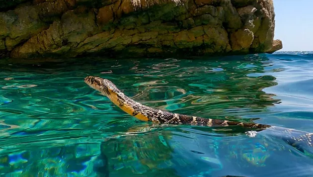 Il serpente marino, il rettile a ferro di cavallo che spaventa i bagnanti di Ibiza e Maiorca: “Non sono velenosi e mordono solo se messi alle strette”