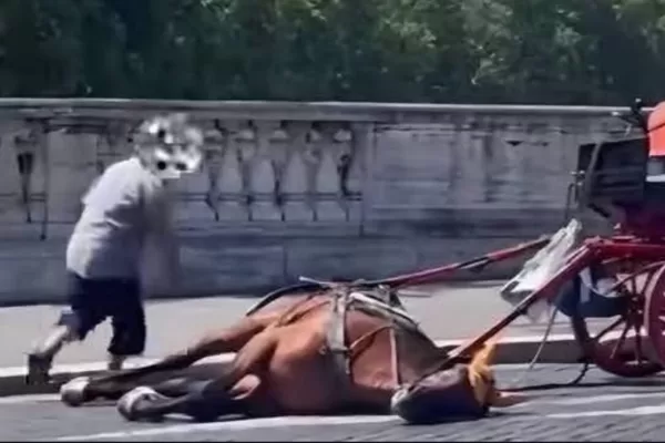 Caldo torrido a Roma, come sta il cavallo collassato sotto al sole: la richiesta di abolire le botticelle Caldo torrido a Roma, come sta il cavallo collassato sotto al sole: la richiesta di abolire le botticelle