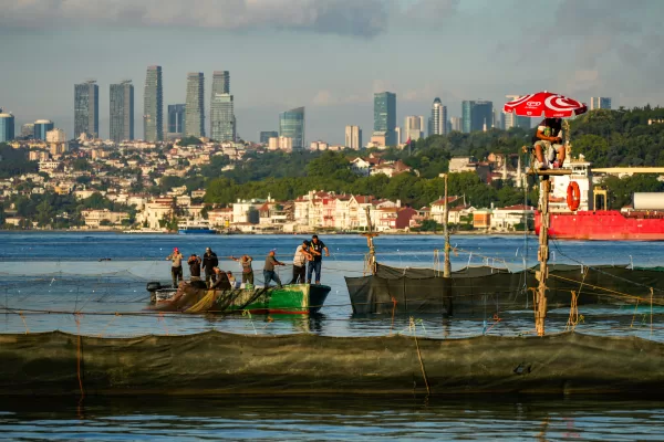 Fishermen use the traditional “dalyan” fishing method of stationary nets to catch migrating fish in the Bosphorus Strait in Istanbul, Turkey, Wednesday, June 24, 2026. (AP Photo/Emrah Gurel)