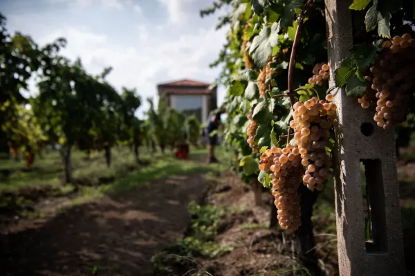 Il caldo anticipa la vendemmia, il mercato la mette alla prova Il caldo anticipa la vendemmia, il mercato la mette alla prova